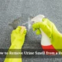 How to Remove Urine Smell from a Rug