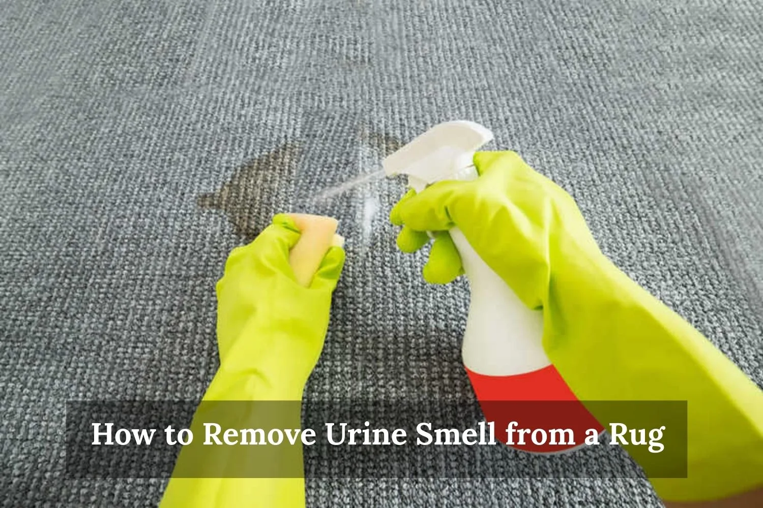 How to Remove Urine Smell from a Rug